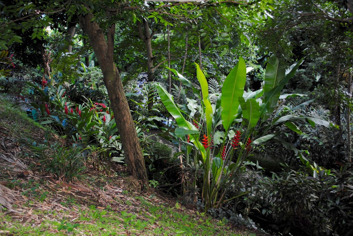 Desarrollo de una línea base y estudios de prefactibilidad de opciones de mitigación para el desarrollo bajo en emisiones en proyectos agrícolas de Grenada